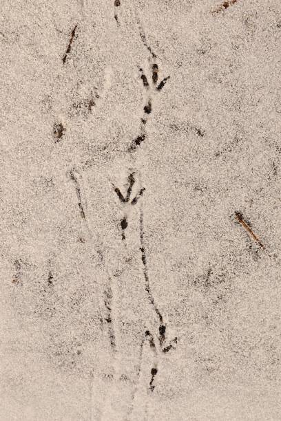 Fascinating close-up of Magpie bird footprints on snow, linked by tail feather trails. This unique scene showcases the bird's movement and intricate details, ideal for wildlife and winter themes