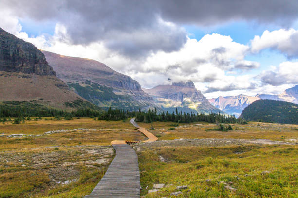 A boardwalk leads visitors through open meadows at Logan Pass in Glacier National Park.