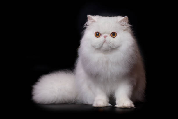 istock Persian cat male portrait isolated on black background in studio 2191200727