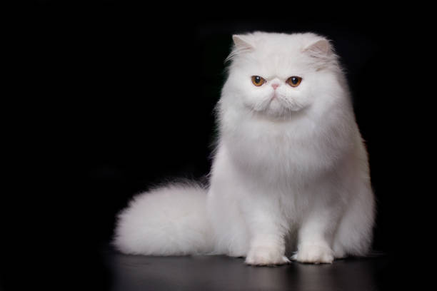 istock Persian cat male portrait isolated on black background in studio 2191200731
