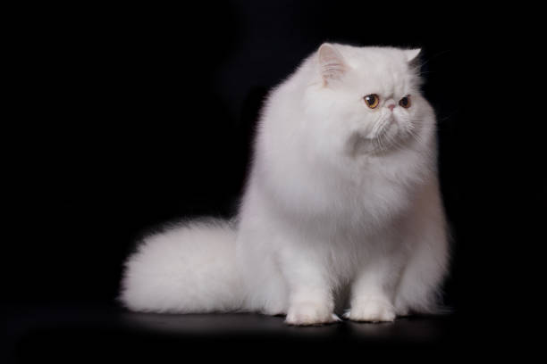 istock Persian cat male portrait isolated on black background in studio 2191200732