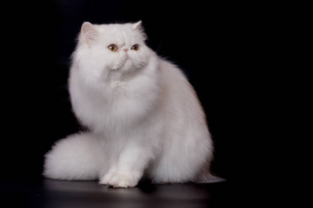 istock Persian cat male portrait isolated on black background in studio 2191200734