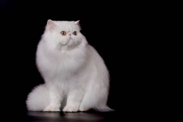 istock Persian cat male portrait isolated on black background in studio 2191200737