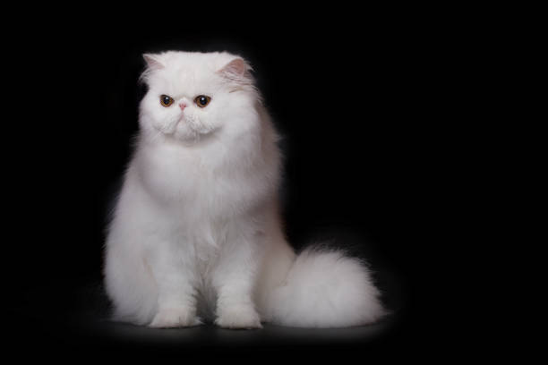 istock Persian cat male portrait isolated on black background in studio 2191200755