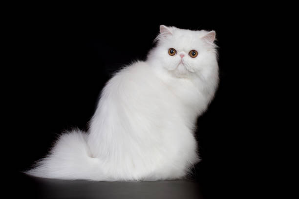 istock Persian cat male portrait isolated on black background in studio 2191200779