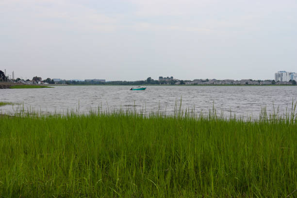 A tranquil waterside view featuring lush green marsh grass, gentle rippling water, a lone boat in the distance, and suburban buildings under a soft, overcast sky.