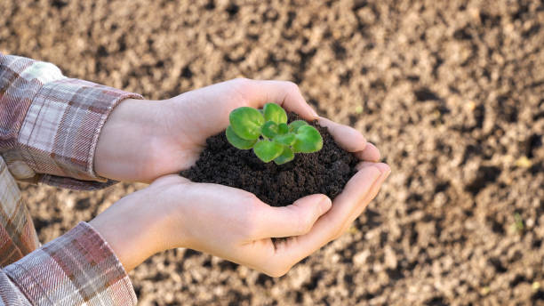 istock A farmers hands gently hold a seedling in rich soil at sunset. Spring works 2191201000