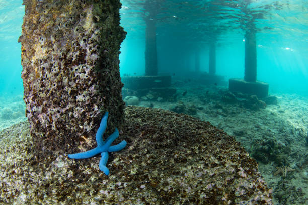 A blue sea star clings to the shallow seafloor of Bangka Island, North Sulawesi, Indonesia. This region is part of the Coral Triangle and is a popular destination for scuba divers and snorkelers.