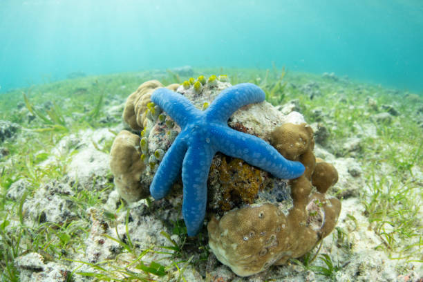 istock Blue Sea Star on the Shallow Seafloor 2191201239