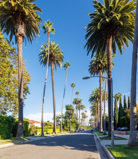 istock Iconic Beverly Hills street lined with towering palm trees under a bright sunny sky 2191202100