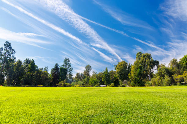 A vast green grass meadow stretching towards the horizon with a trees