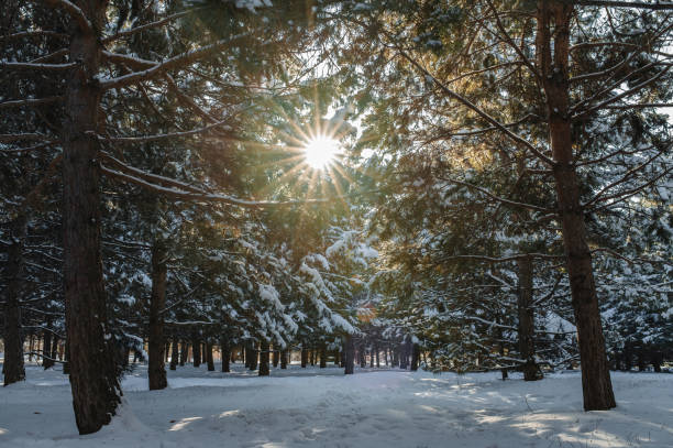 Winter landscape in the forest