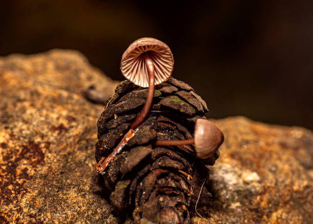 istock Fungus that grows inside pine cones that fall to the ground after rain 2191204100