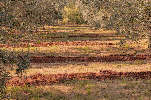 Plowed olive grove illuminated by the setting sun, ready for the next harvest