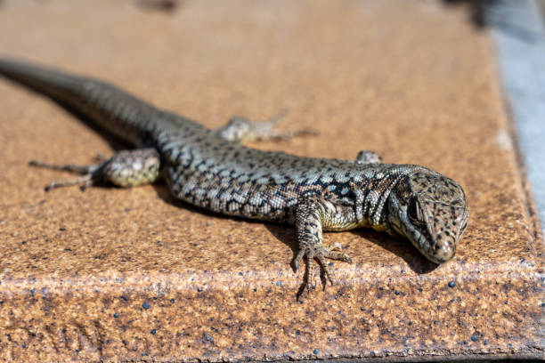istock Italian wall lizard resting on a stone ledge in sunlight 2191205358