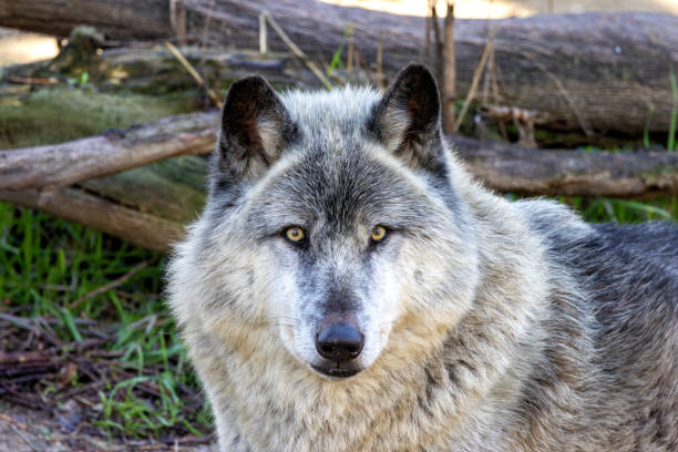 istock Grey Wolf (Canis lupus) - Native to North America, Eurasia, and Arctic regions 2191206654