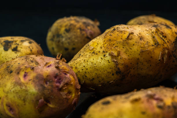 Raw potatos on the black background