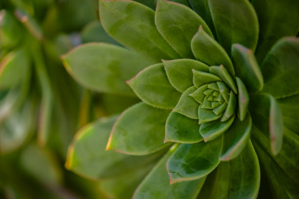istock Green Succulent Plant - Color Landscape Format 2191207336