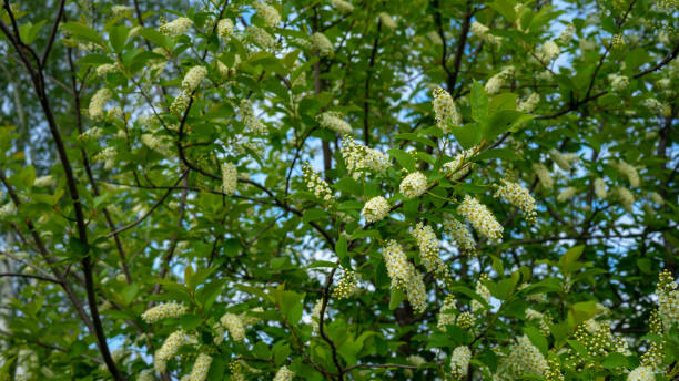 istock Bird cherry blossom. Tree with white flowers against the sky on spring or summer day. Spring flowering 2191209586
