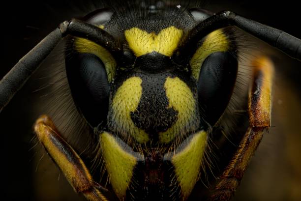 istock A close-up of a vibrant wasp 2191211922