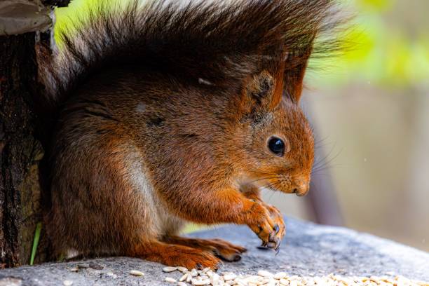 istock A lovely squirrel in the woods 2191211938