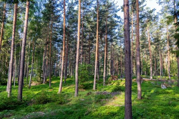 istock A captivating daytime landscape of the forest 2191211948