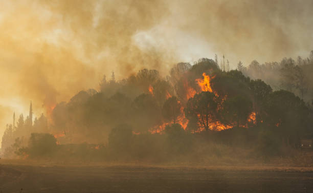 istock Forest Fire in Gallipoli, Canakkale, Turkiye 2191212151