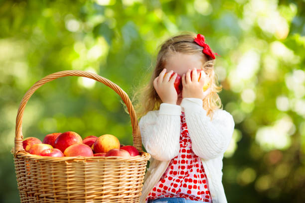 Child picking apples on a farm in autumn. Little girl playing in apple tree orchard. Kids pick fruit in a basket. Toddler eating fruits at fall harvest. Outdoor fun for children. Healthy nutrition.