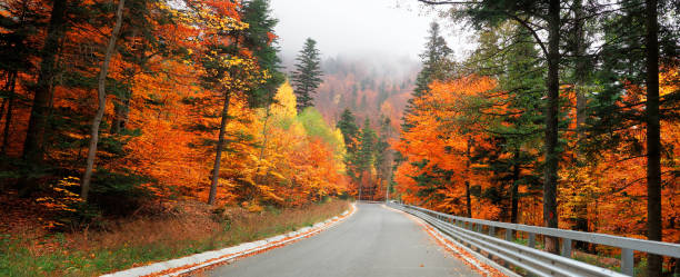 istock Road through the forest in a mountain area in autumn 2191213380
