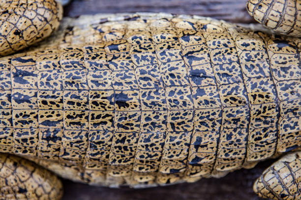 Alligator hunted in the Curuçá river.