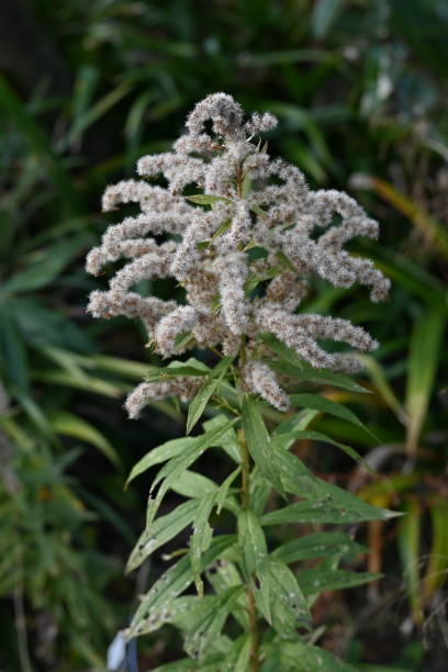 istock Tall goldenrod (Solidago altissima) Fluff and seeds. 2191216521