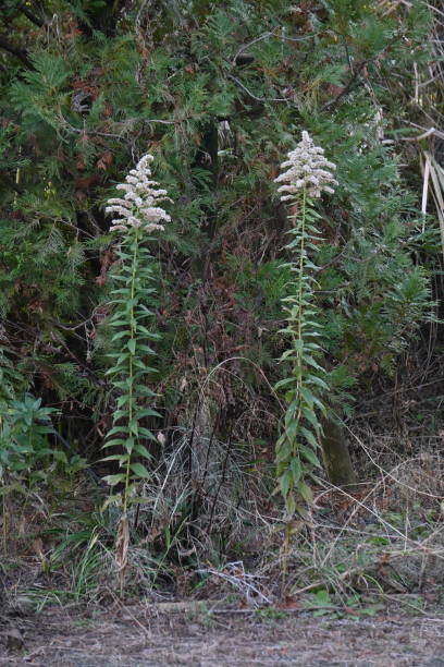 istock Tall goldenrod (Solidago altissima) Fluff and seeds. 2191216536