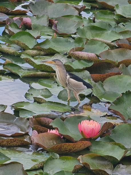 istock Ukrainian Little bittern on lotuses 2191217420