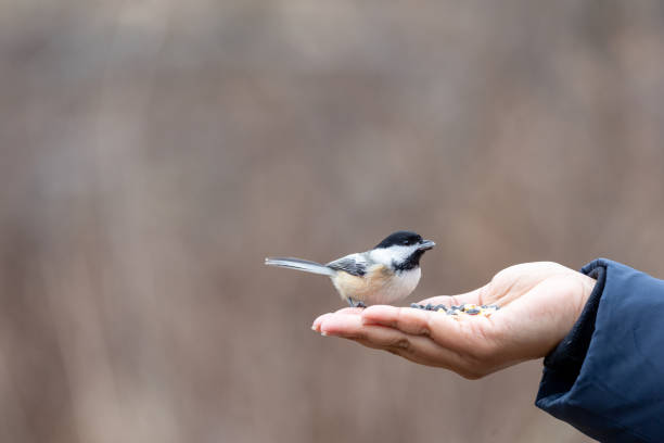 istock Black capped chickadee eating from a woman's hand 2191217509