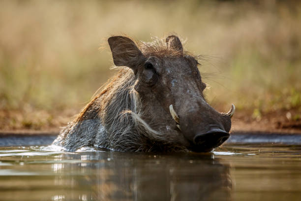 istock Common warthog in Kruger National park, South Africa 2191220365