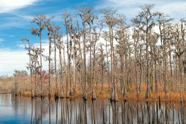 Wetland Forest Along the Suwannee River in Stephen C Foster State Park in Georgia