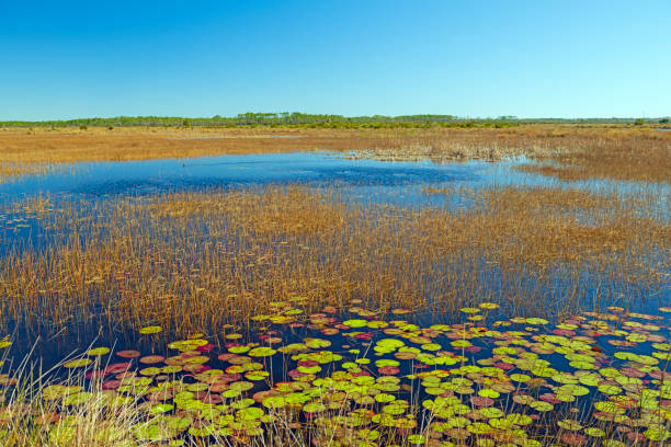 Grasses and Lily Pads in a Wildlife Refuge in St Marks National Widlife Refuge in Florida