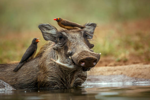 istock Common warthog in Kruger National park, South Africa 2191220763