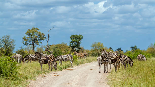 istock Plains zebra in Kruger National park, South Africa 2191220850