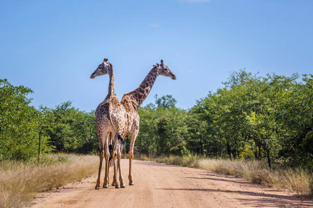istock Giraffe in Kruger National park, South Africa 2191220877