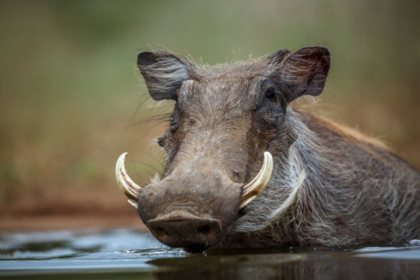 istock Common warthog in Kruger National park, South Africa 2191221426