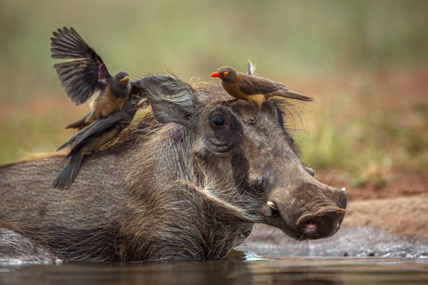 common warthog in kruger national park, south africa - picoteador fotografías e imágenes de stock
