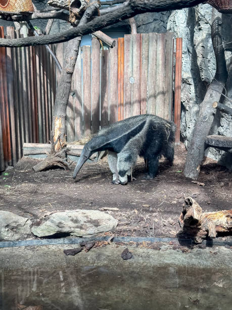 istock Wild Ant eater at zoo south fauna 2191221764