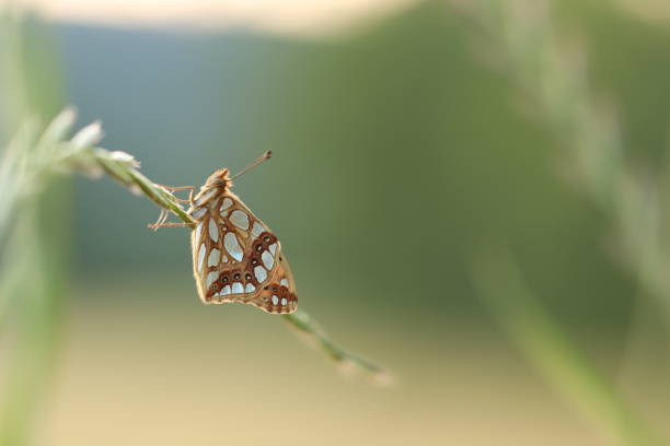 An issoria lathonia Butterfly on a flower at sunset in spring