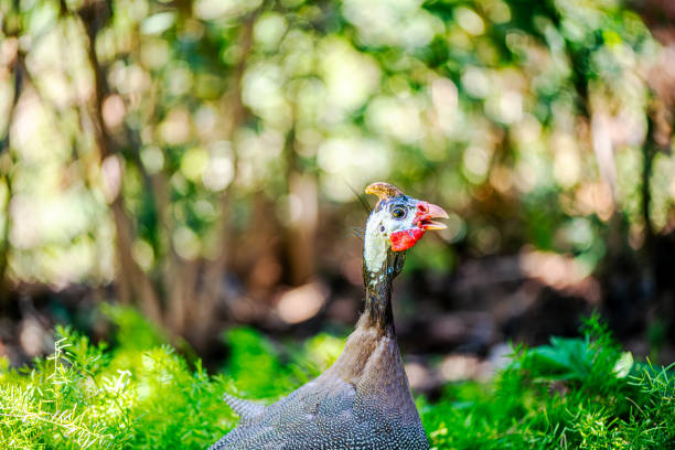 A detailed close-up of a pheasant in its natural environment, showcasing its vivid plumage and graceful posture.