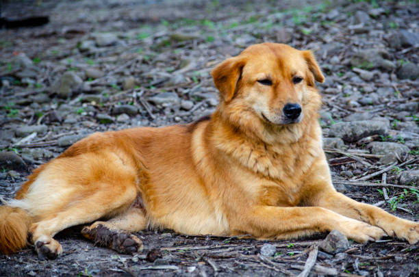 istock An Adorable Golden Canine Resting with Peaceful Elegance 2191227083