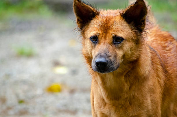 Abandoned stray dog under the rain