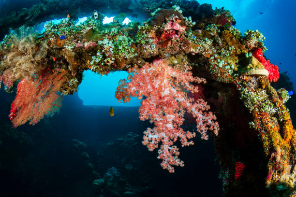 istock Tropical fish around a huge, old underwater shipwreck in a clear, blue water (USAT Liberty, Bali) 2191234515
