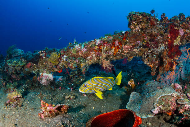 istock Tropical fish around a huge, old underwater shipwreck in a clear, blue water (USAT Liberty, Bali) 2191234560
