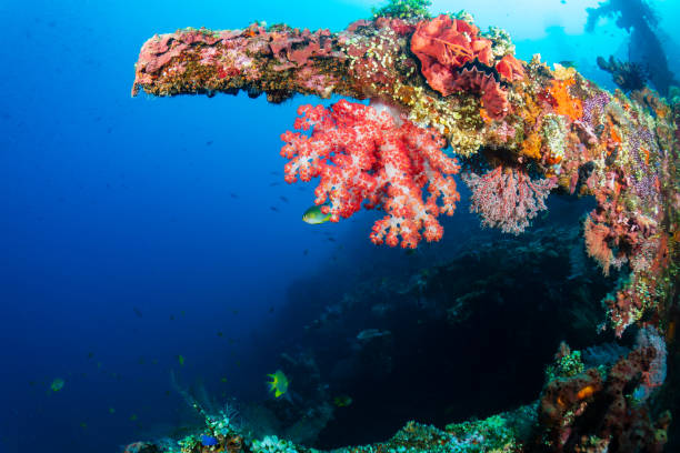 istock Tropical fish and delicate corals on an old underwater shipwreck 2191234623